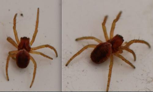 Araniella sp.